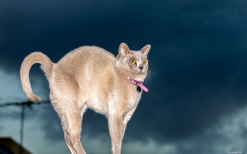 6 Key Reasons Cats Arch Their Back (and What It Means)