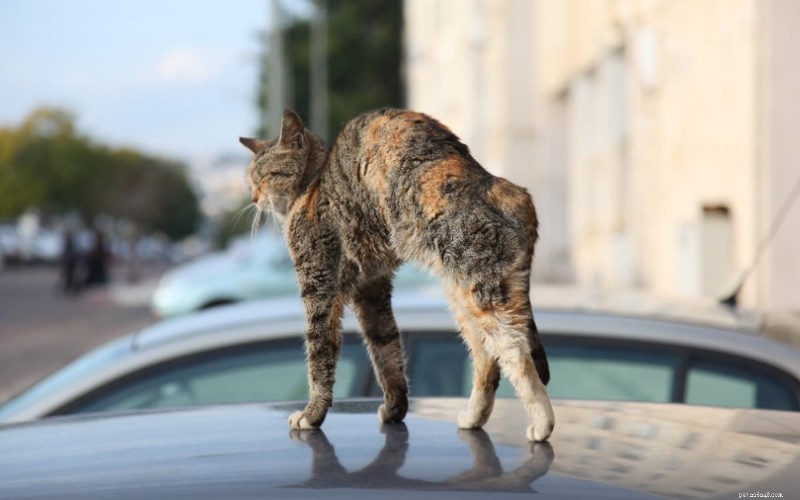 6 Key Reasons Cats Arch Their Back (and What It Means)