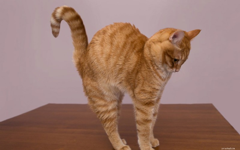 6 Key Reasons Cats Arch Their Back (and What It Means)