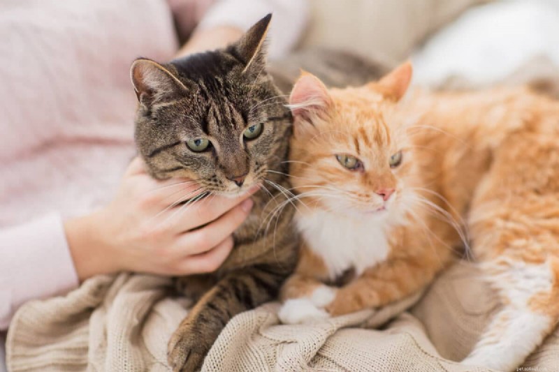 9 Proven Reasons Why Cats Love to Sit on Your Lap