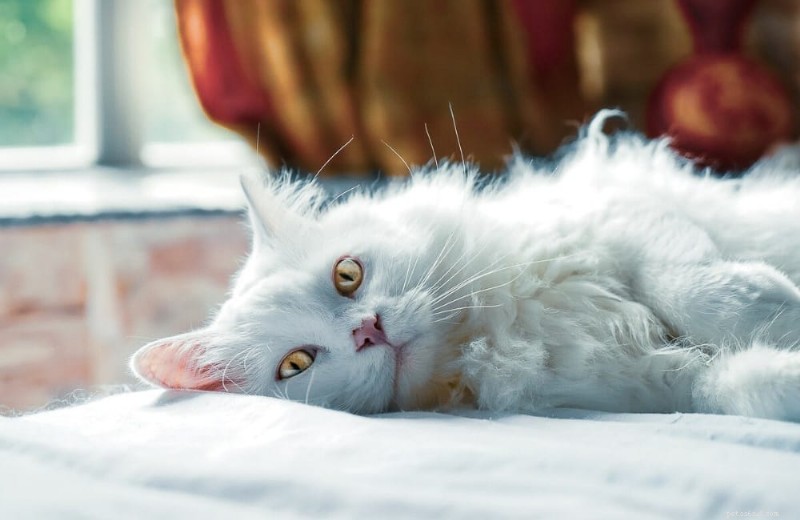 9 Proven Reasons Why Cats Love to Sit on Your Lap