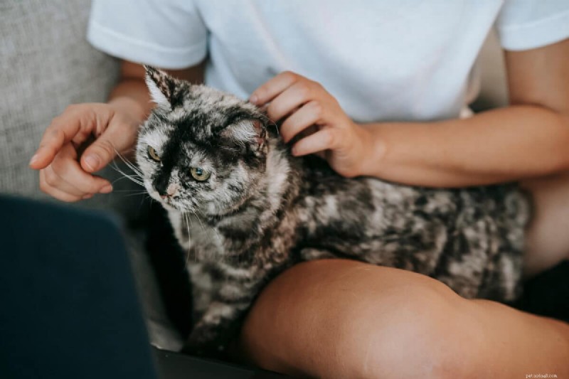 9 Proven Reasons Why Cats Love to Sit on Your Lap