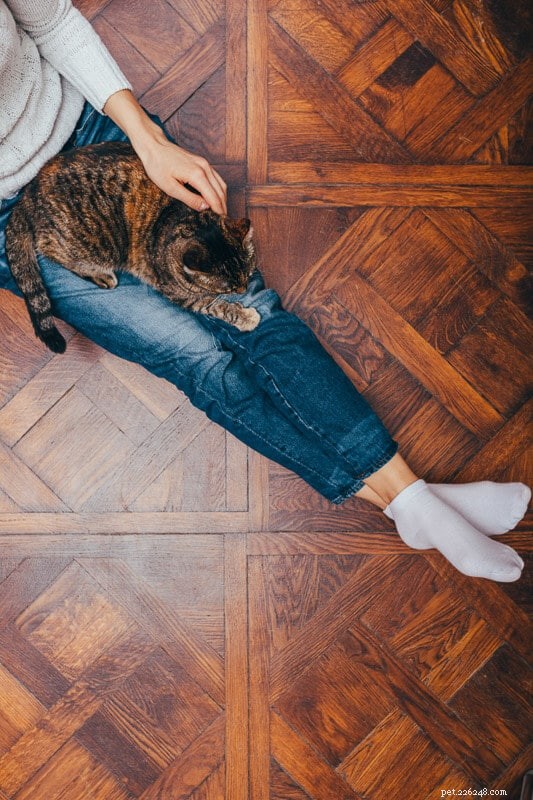 9 Proven Reasons Why Cats Love to Sit on Your Lap