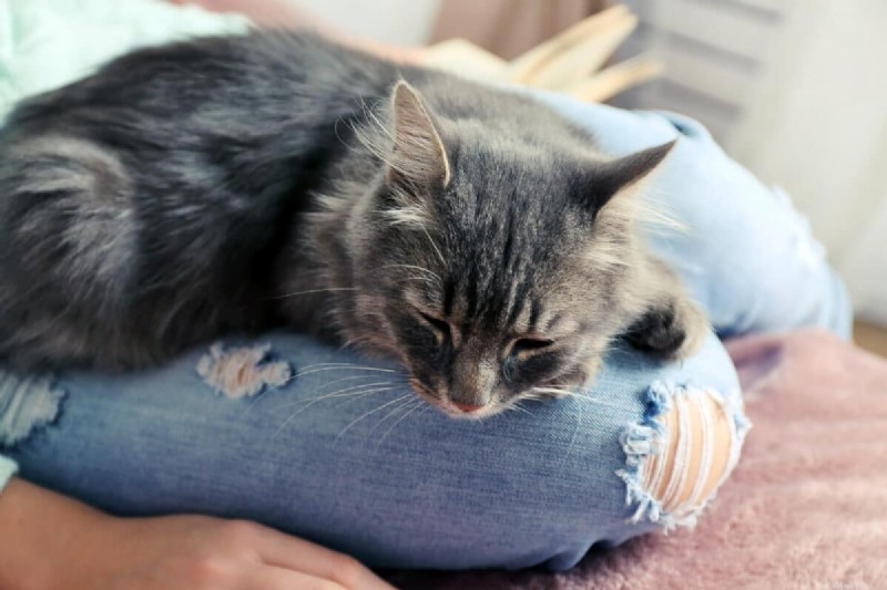 9 Proven Reasons Why Cats Love to Sit on Your Lap