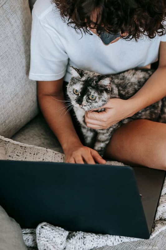 9 Proven Reasons Why Cats Love to Sit on Your Lap