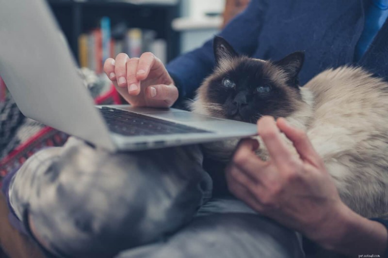 9 Proven Reasons Why Cats Love to Sit on Your Lap