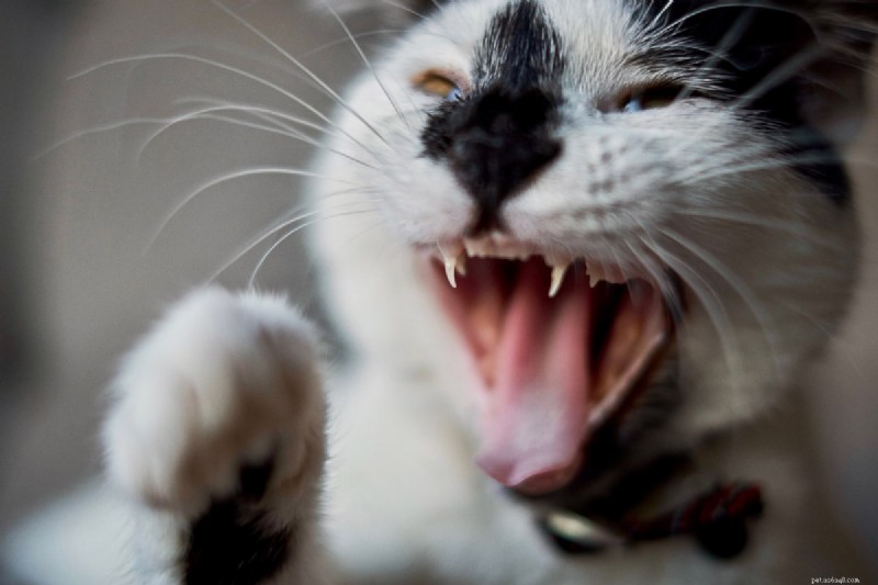 Unexpected Cat Attacks Explained: 8 Common Reasons & How to Prevent Them