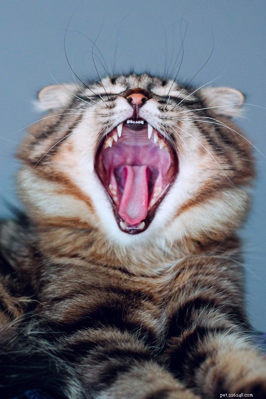 Unexpected Cat Attacks Explained: 8 Common Reasons & How to Prevent Them