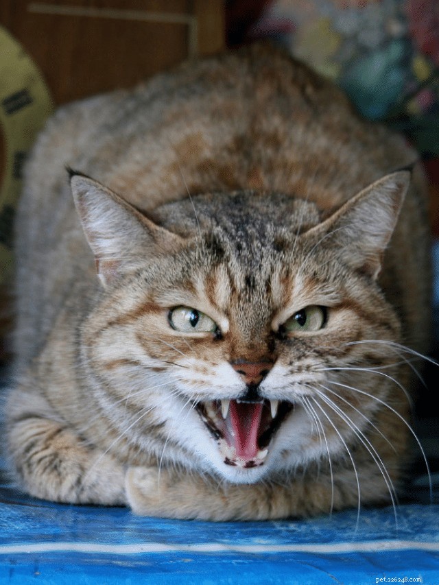Unexpected Cat Attacks Explained: 8 Common Reasons & How to Prevent Them