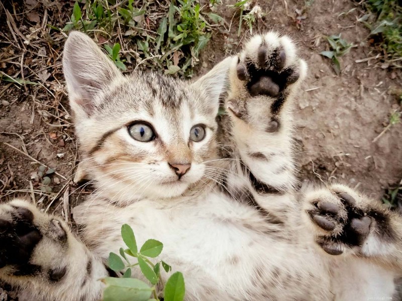 Unexpected Cat Attacks Explained: 8 Common Reasons & How to Prevent Them