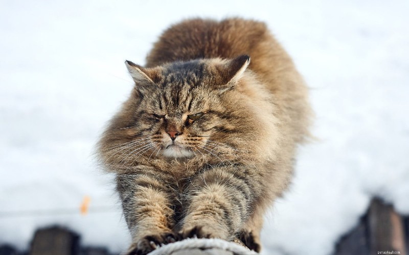 Unexpected Cat Attacks Explained: 8 Common Reasons & How to Prevent Them