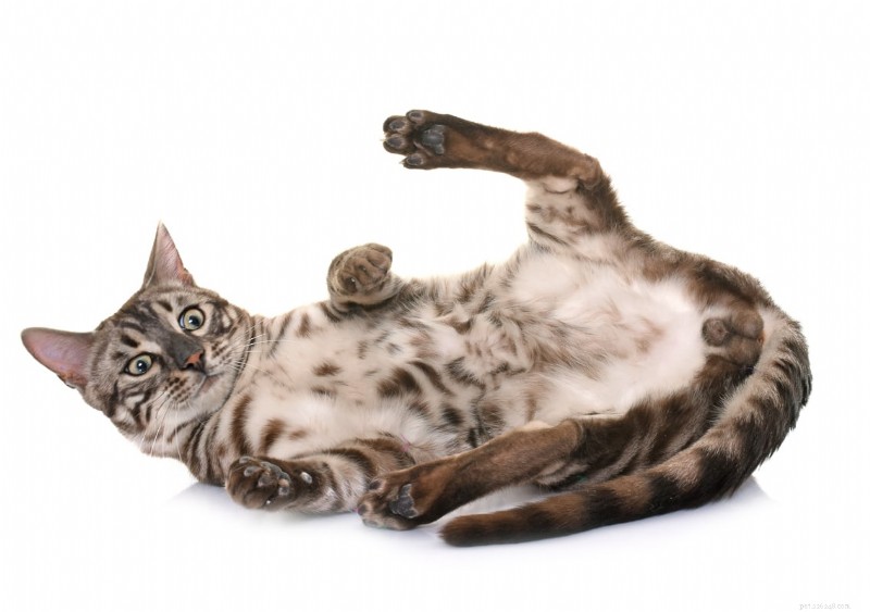 Unexpected Cat Attacks Explained: 8 Common Reasons & How to Prevent Them