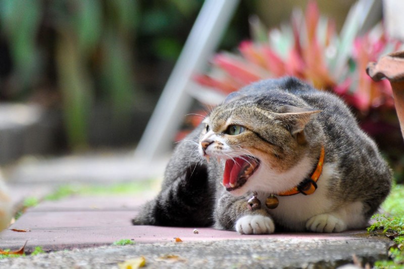 Unexpected Cat Attacks Explained: 8 Common Reasons & How to Prevent Them