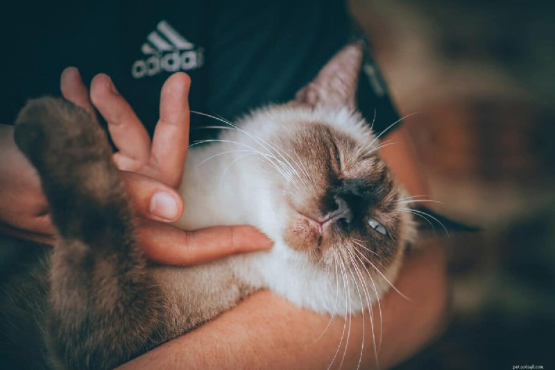 Why Your Cat Isn’t Purring: 6 Common Causes Explained