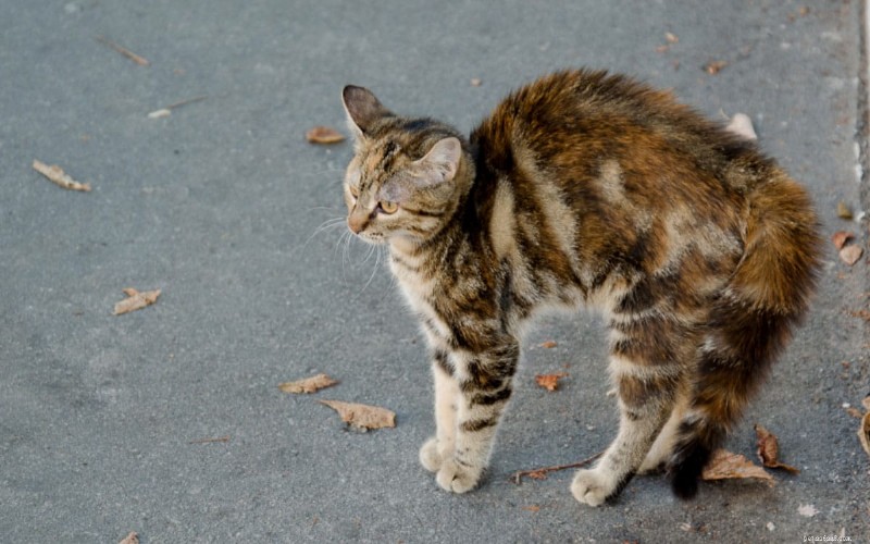 Why Your Cat Isn’t Purring: 6 Common Causes Explained