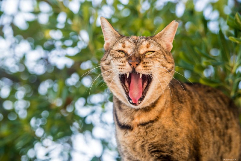 Why Your Cat Isn’t Purring: 6 Common Causes Explained