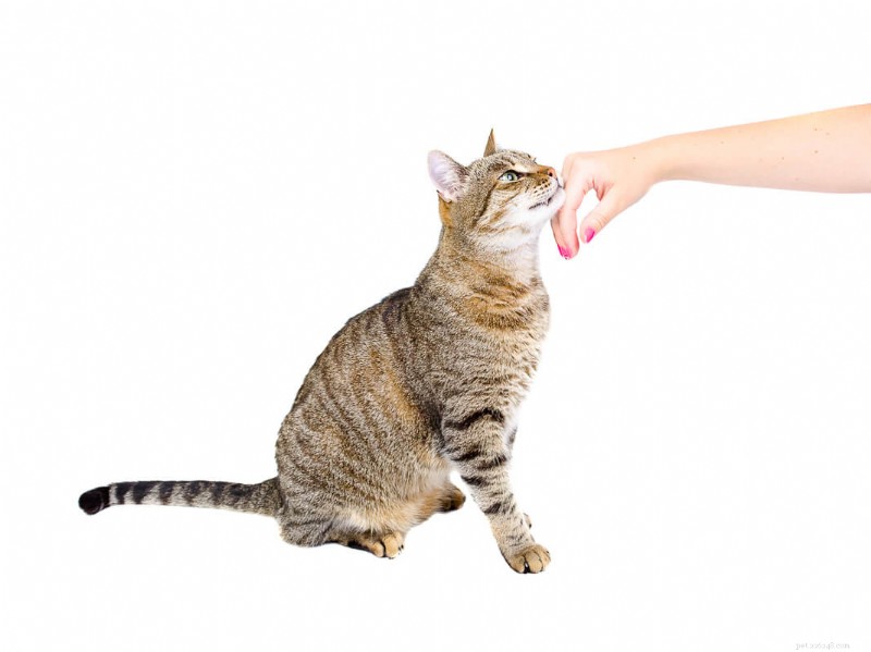 Why Your Cat Isn’t Purring: 6 Common Causes Explained