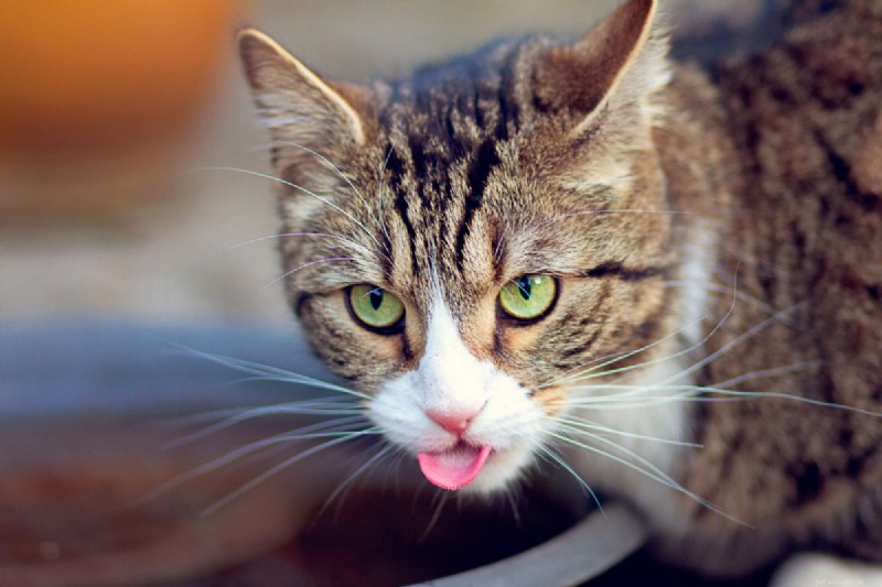 Why Do Cats Lick Your Nose? 13 Surprising Reasons Explained