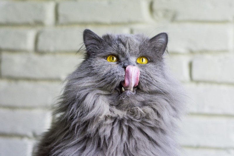 Why Do Cats Lick Your Nose? 13 Surprising Reasons Explained