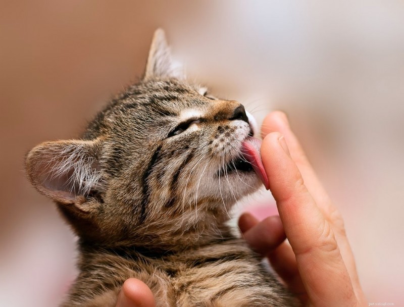 Why Do Cats Lick Your Nose? 13 Surprising Reasons Explained