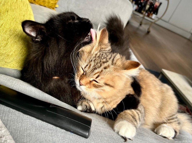Why Do Cats Lick Your Nose? 13 Surprising Reasons Explained