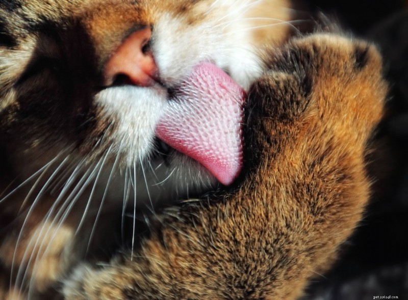 Why Do Cats Lick Your Nose? 13 Surprising Reasons Explained