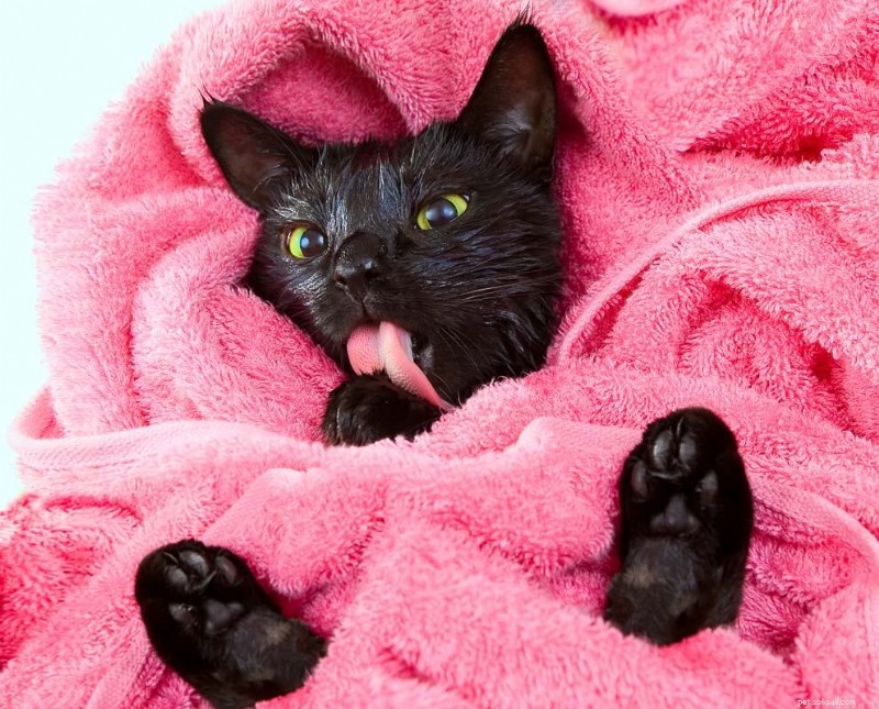 Why Do Cats Lick Your Nose? 13 Surprising Reasons Explained