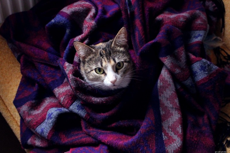 Why Cats Knead and Bite Blankets: 5 Key Reasons Explained