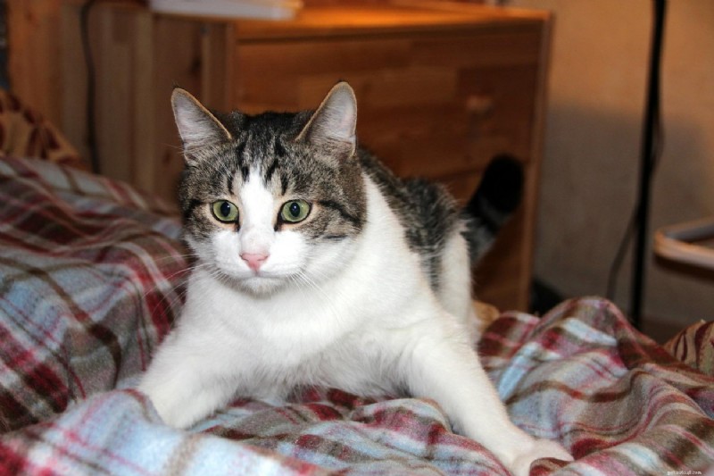 Why Cats Knead and Bite Blankets: 5 Key Reasons Explained