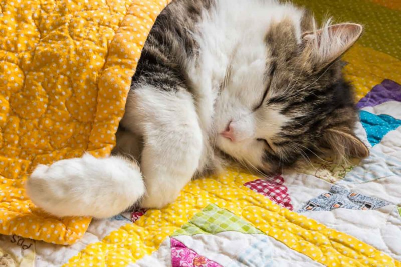 Why Cats Knead and Bite Blankets: 5 Key Reasons Explained