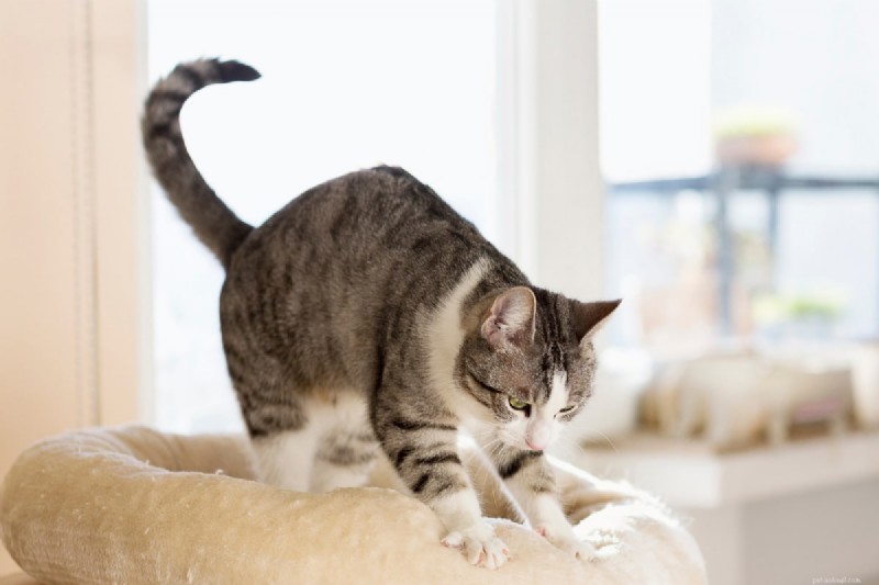 Why Cats Knead and Bite Blankets: 5 Key Reasons Explained