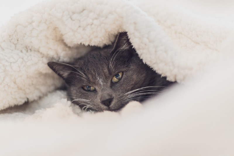 Why Cats Knead and Bite Blankets: 5 Key Reasons Explained