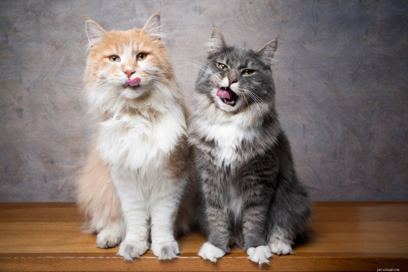 Identify Your Maine Coon Kitten: 7 Essential Traits Every Owner Should Know