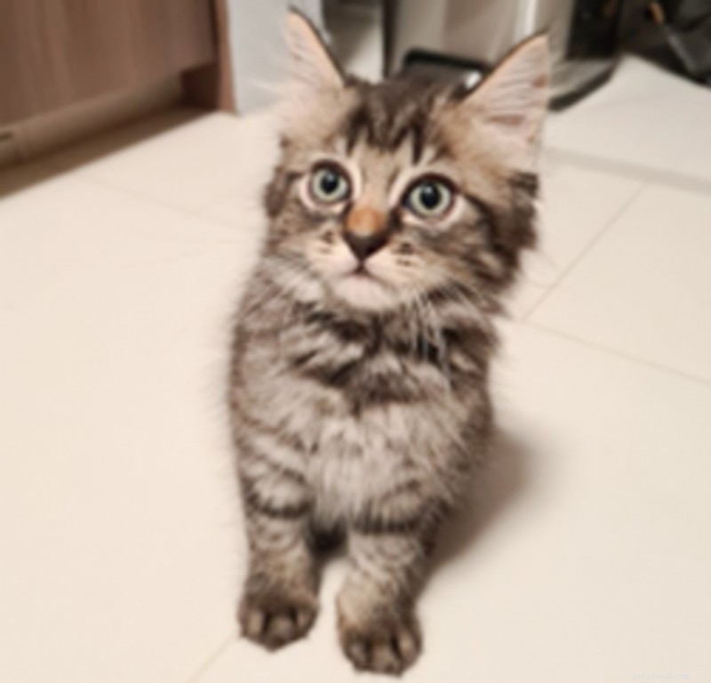 Identify Your Maine Coon Kitten: 7 Essential Traits Every Owner Should Know