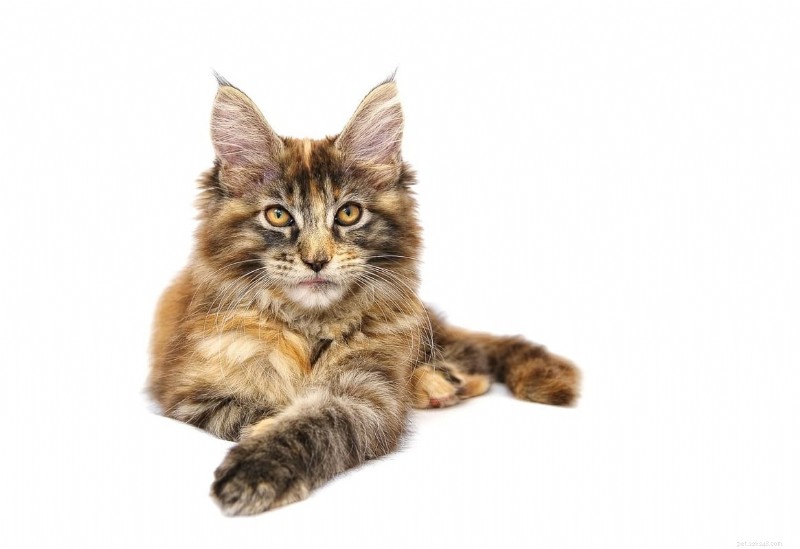 Identify Your Maine Coon Kitten: 7 Essential Traits Every Owner Should Know