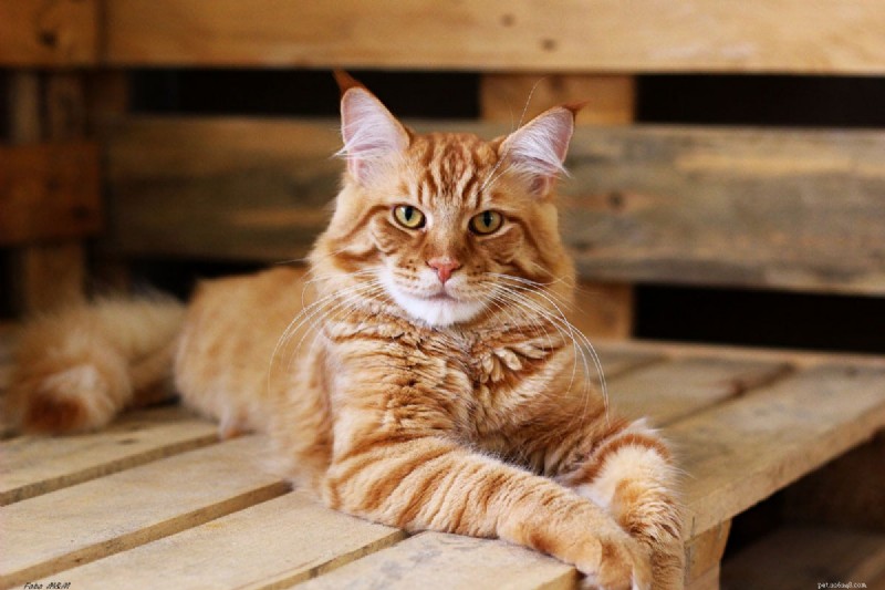 Identify Your Maine Coon Kitten: 7 Essential Traits Every Owner Should Know