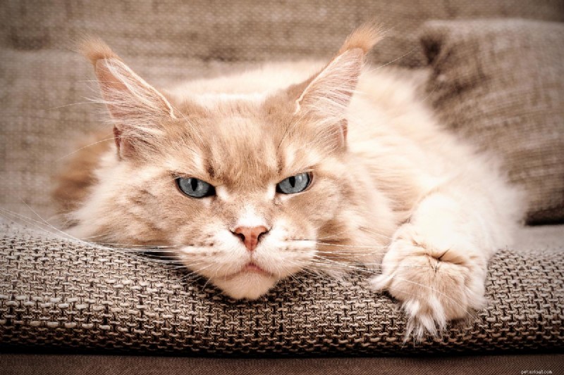 Identify Your Maine Coon Kitten: 7 Essential Traits Every Owner Should Know