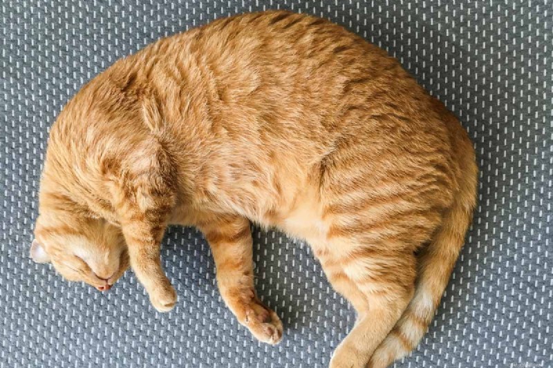 9 Essential Cat Sleeping Positions That Signal Illness – A Guide for Owners