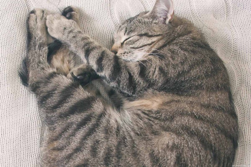 9 Essential Cat Sleeping Positions That Signal Illness – A Guide for Owners
