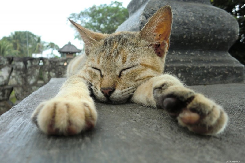 9 Essential Cat Sleeping Positions That Signal Illness – A Guide for Owners