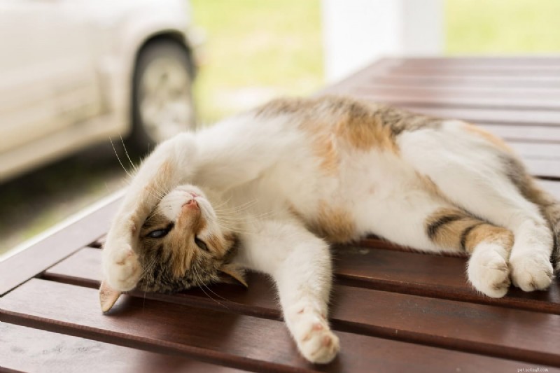 9 Essential Cat Sleeping Positions That Signal Illness – A Guide for Owners