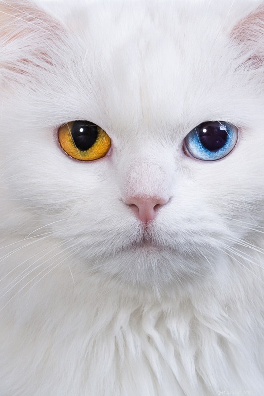 9 Essential Cat Sleeping Positions That Signal Illness – A Guide for Owners