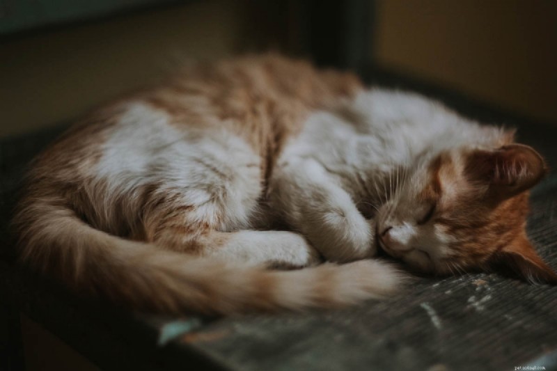 9 Essential Cat Sleeping Positions That Signal Illness – A Guide for Owners