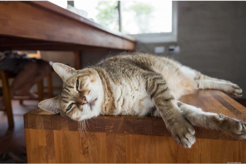 9 Essential Cat Sleeping Positions That Signal Illness – A Guide for Owners