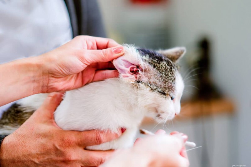 9 Essential Cat Sleeping Positions That Signal Illness – A Guide for Owners