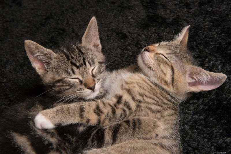 9 Essential Cat Sleeping Positions That Signal Illness – A Guide for Owners