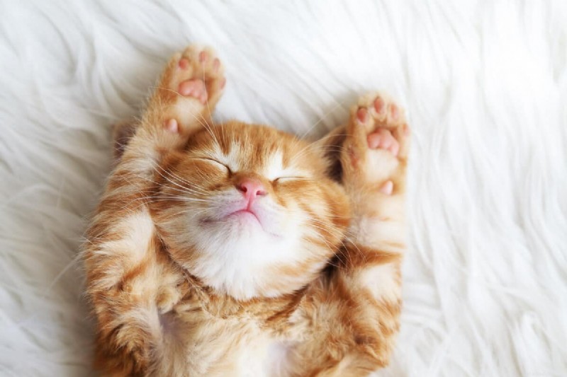 9 Essential Cat Sleeping Positions That Signal Illness – A Guide for Owners