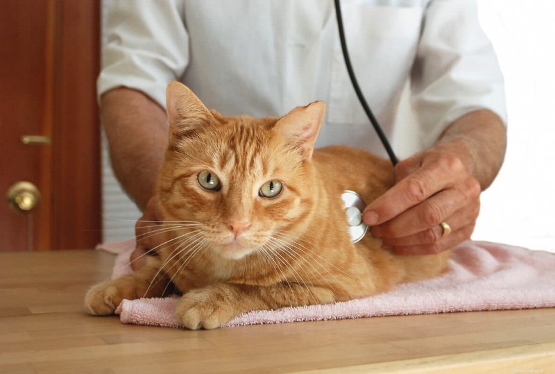 9 Essential Cat Sleeping Positions That Signal Illness – A Guide for Owners