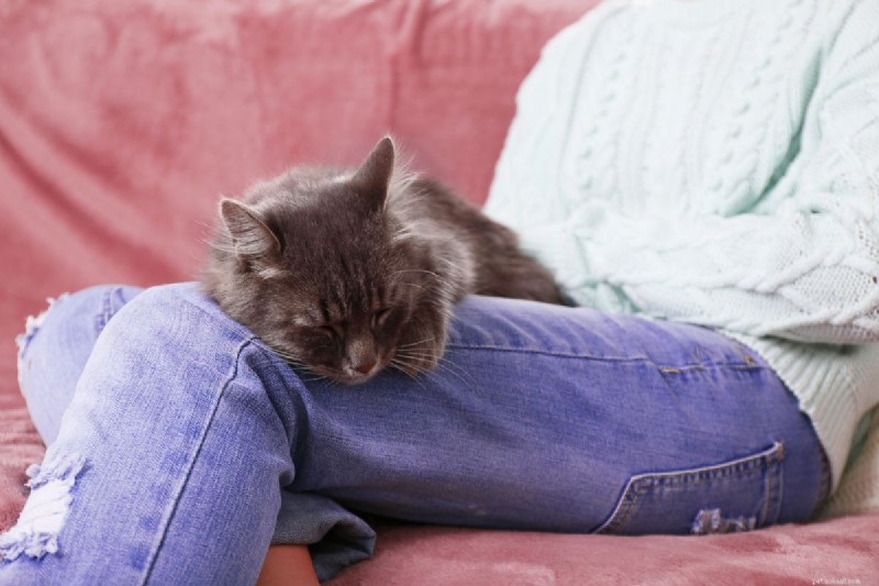 12 Proven Reasons Why Cats Love Sleeping on Your Legs