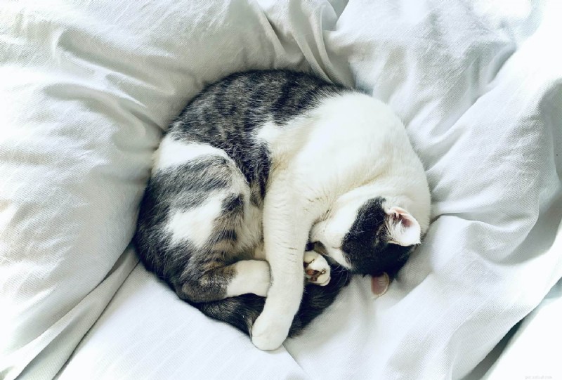 8 Expert Reasons Why Cats Cover Their Faces While Sleeping